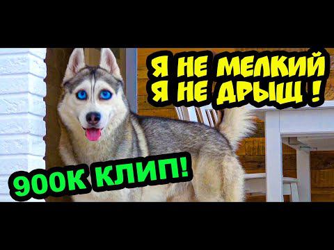 Хаски Бандит - Я НЕ МЕЛКИЙ, Я НЕ ДРЫЩ!! (Official music video) КЛИП 900К смотреть онлайн