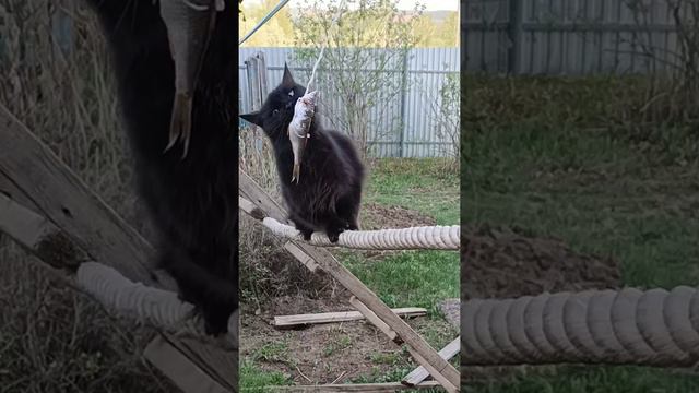 Пусть победит сильнейший соревнования по рыбалке среди котов / cats are fishing смотреть онлайн