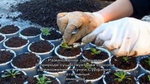 Выращивание петунии Сурфиния: уход и размножение цветка, фото