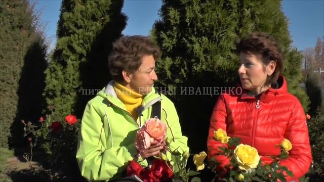 Зимостойкие сорта роз / Цветение роз в октябре! Наталья Петренко. Елена Иващенко смотреть онлайн