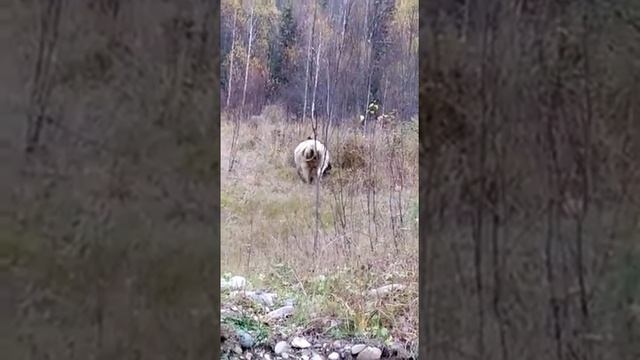 это Сибирь, детка.. смотреть онлайн