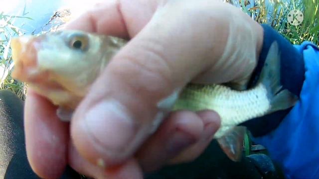 Рыбалка на поплавок. Неожиданный трофей смотреть онлайн