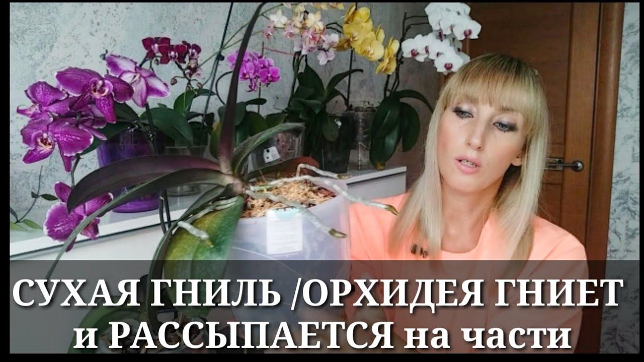 СУХАЯ ГНИЛЬ: ОРХИДЕЯ РАЗВАЛИВАЕТСЯ на ГЛАЗАХ / Самая страшная болезнь орхидеи / Ищем ЛЕЧЕНИЕ орхидеи смотреть онлайн