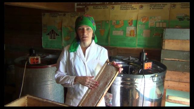 Мёд в сотах: чем полезен и как выглядит в ульях пчел смотреть онлайн