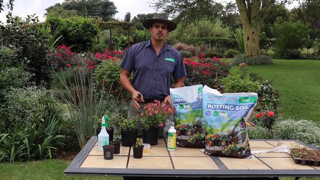 How To Make And Root Cuttings / Hoe Om Steggies Te Maak En Te Bewortel