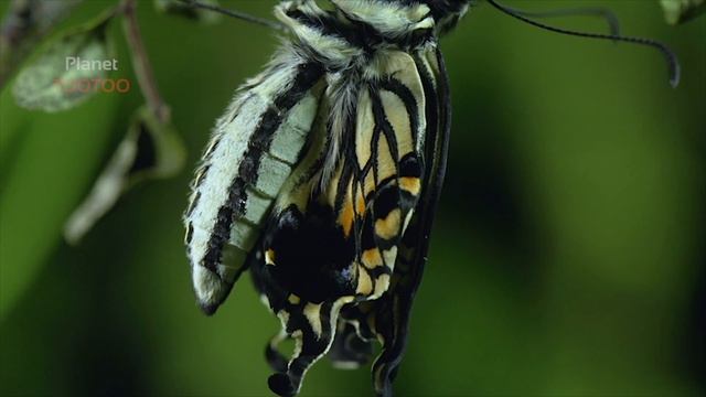 Caterpillar To Butterfly, Butterfly Metamorphosis.