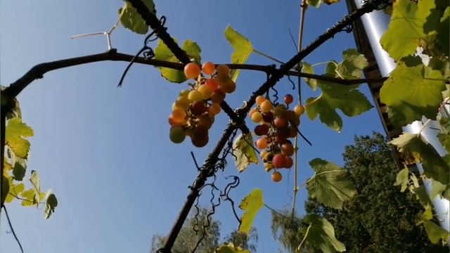 Последние дары осени. смотреть онлайн