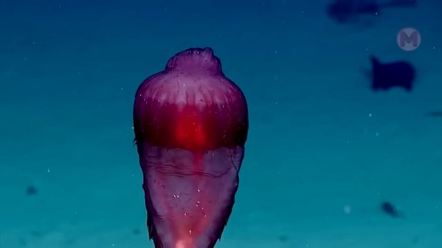 Deep Sea Camera Captures What No One Was Supposed to See смотреть онлайн