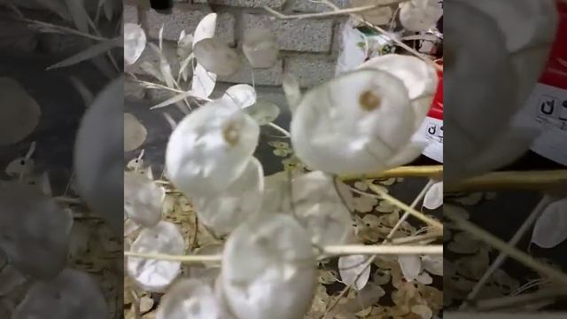 Judaspenning - Lunaria annua смотреть онлайн