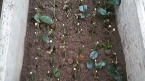 парник из оконных рам