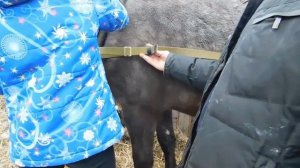 Как запрячь лошадь. Захомутали!!!Учим молодую лошадь не бояться сбруи.Расчистка копыт.