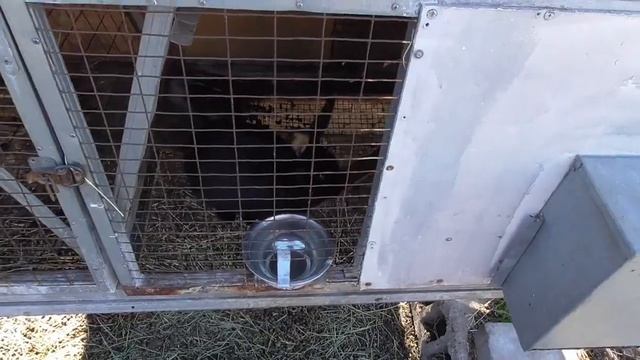 Поилки для кроликов! Легко и доступно. смотреть онлайн