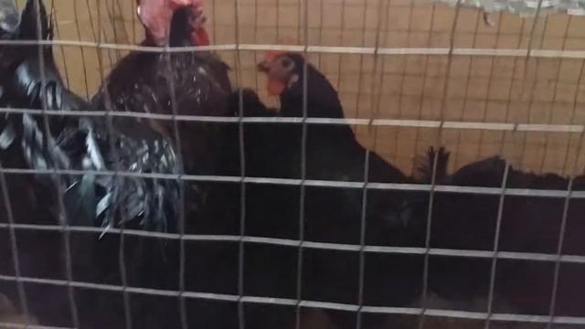 Куры Синь синь дянь смотреть онлайн