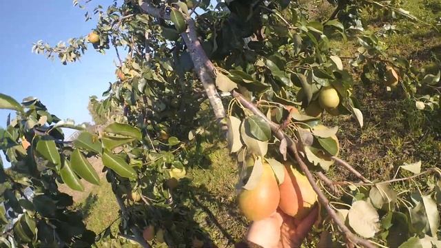 Груша Патен(Паттен)урожай