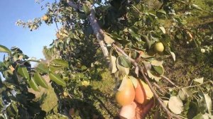 Груша Патен(Паттен)урожай