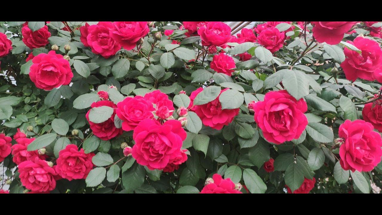 Петунии цветут. Новые дорожки. Обзор огорода. Отправка растений. Как все успеть.Итоги работ за май. смотреть онлайн