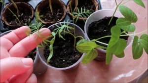 САМАЯ КРАСИВАЯ ИПОМЕЯ: ПОСЕЯЛА И ДОВОЛЬНА!!