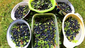 КАК БЫСТРО ОЧИСТИТЬ ЯГОДЫ ОТ ЛИСТЬЕВ И МУСОРА.