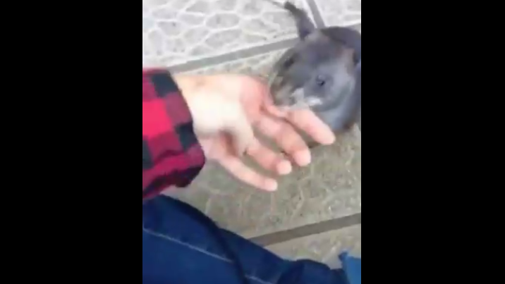 Гигантская крыса отвела хозяина посмотреть на своего детеныша смотреть онлайн