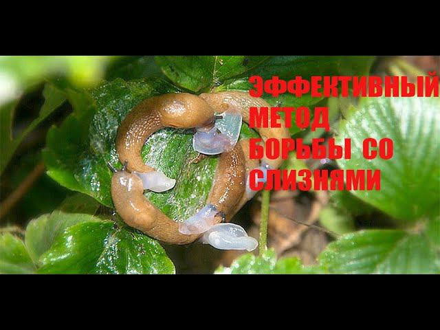 ЭФФЕКТИВНЫЙ МЕТОД БОРЬБЫ СО СЛИЗНЯМИ. КАК УНИЧТОЖИТЬ СЛИЗНЕЙ НА САДУ смотреть онлайн