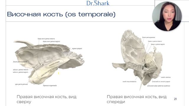 Височная кость. Анатомия. смотреть онлайн