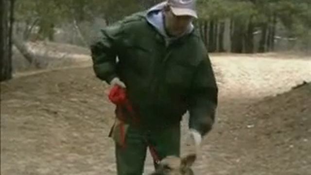 Дрессировка собак. Учимся делать рывки поводком. смотреть онлайн