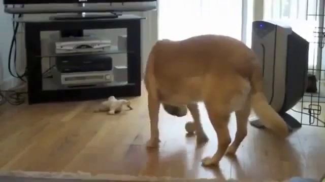 Smart dog / Умный пес смотреть онлайн