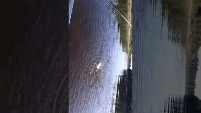 Щука в Болотовское на реке Тура слияние с р.Тагил смотреть онлайн