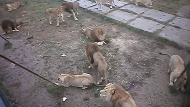 Еще скромные Чип и Дейл на кормежке (архив) смотреть онлайн