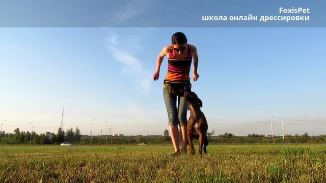 Good Dog: обучение собаки трюку "Твист" (демонстрация) смотреть онлайн