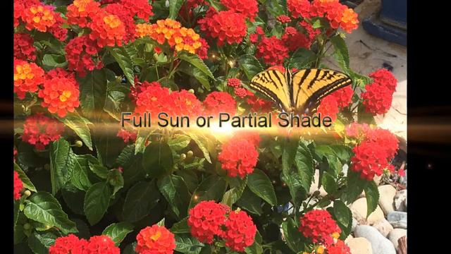 Lantana Bloomify Florida Friendly Plant Gardening смотреть онлайн