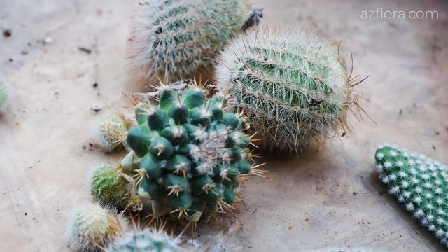 Строительные Палитры