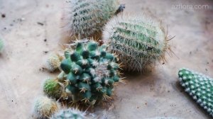 КАК РАЗМНОЖАТЬ КАКТУСЫ ЧЕРЕНКОВАНИЕМ?