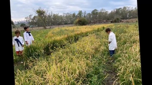 Proyecto "Circuito Productivo del Arroz" Escuela N° 15 - Tomás Gomensoro - Departamento de Artigas смотреть онлайн