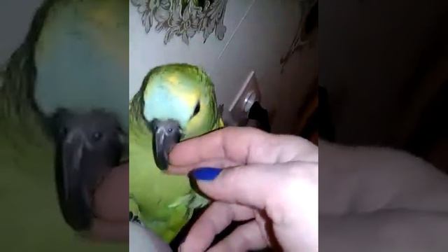 Вечерний массаж попугая смотреть онлайн