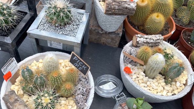 #roślinydomowe #Rośliny #trzykrotka #anthurium #fikus #skrzydłokwiat #epiphyllum ZAPRASZAM смотреть онлайн