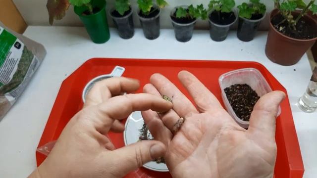 Как хранить ризомы ахименеса? смотреть онлайн