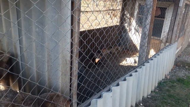 Мои дратхаары и фазаны смотреть онлайн