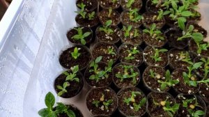 Три этапа черенкования древовидной, метельчатой гортензии одревесневшими черенками!?? ?