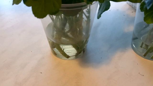 Размножаю пеларгонии черенками смотреть онлайн