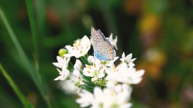 Beautiful || Flower with Butterfly || beautiful butterflies || सुन्दर प्रकृति blue butterfly смотреть онлайн