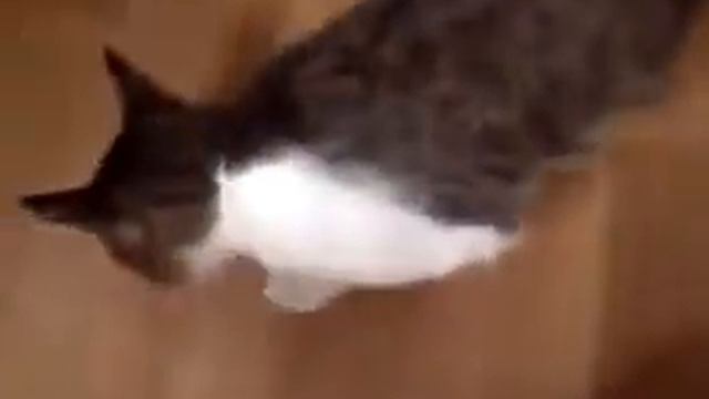 Мой котюня балдеет от корма:DDD