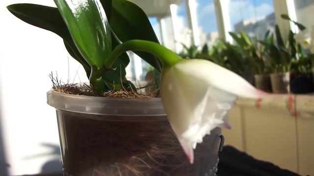 ORCHIDS Laelia alaorii орхидея Floralia Бразилия смотреть онлайн