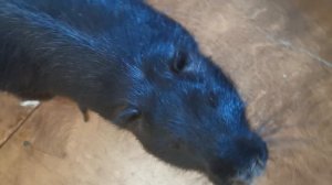 Нутрия домашний питомец | Nutria pet [04]