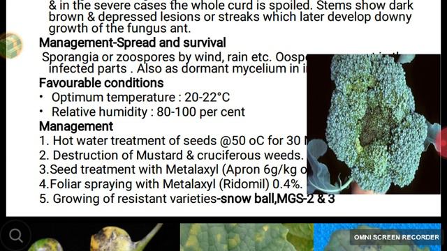 Diseases of Crucifers смотреть онлайн