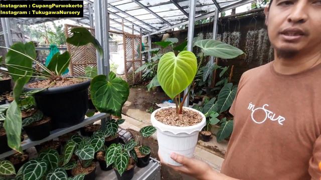 PHILODENDRON EL CHOCO RED смотреть онлайн