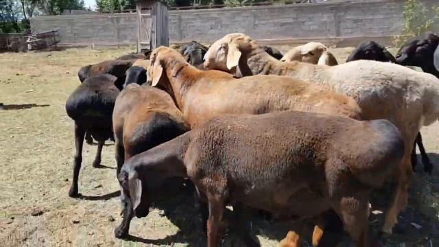 +77017224679. Хозяйство "Жансейт". Анвар Рустемов смотреть онлайн