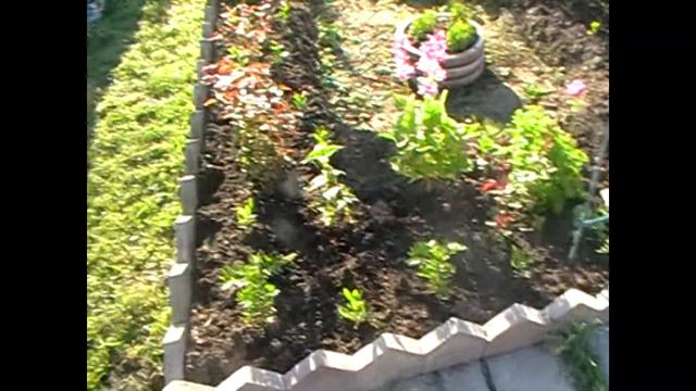 Мой сад в июне 2020! смотреть онлайн