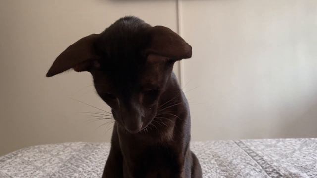 Ориентальная кошка🐈⬛l Царь,просто царь👑lСмешные котыlПриколы с котами😂 смотреть онлайн