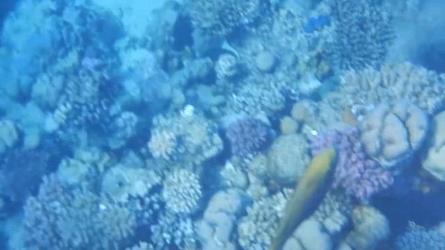 Риф отеля Pic Albatros Royal Grand#Redsea# смотреть онлайн